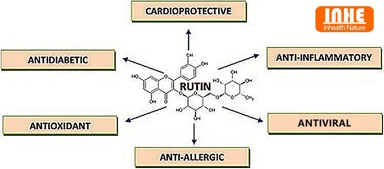 Rutin 98 Powder Benefits