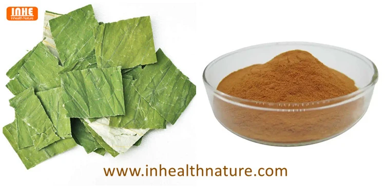Lotus Leaf and Its Extract Powder