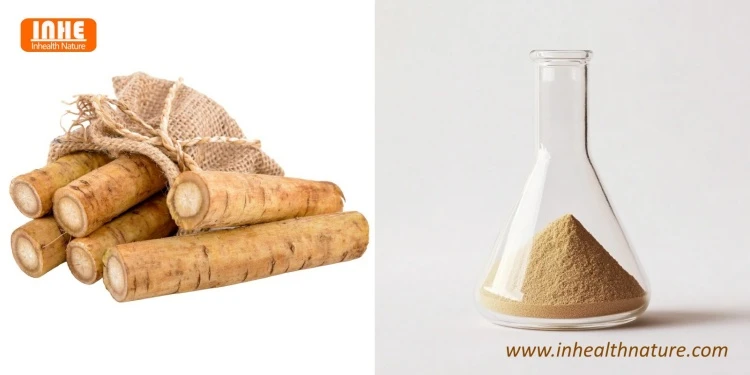 Burdock Root and Burdock Extract Powder