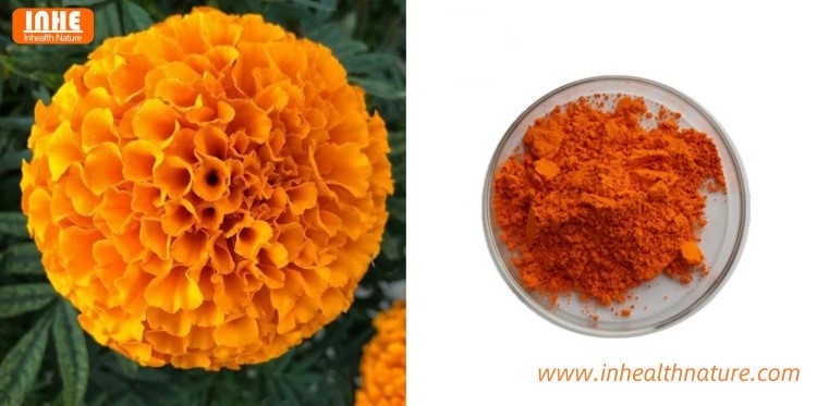 Marigold and its Extract Powder