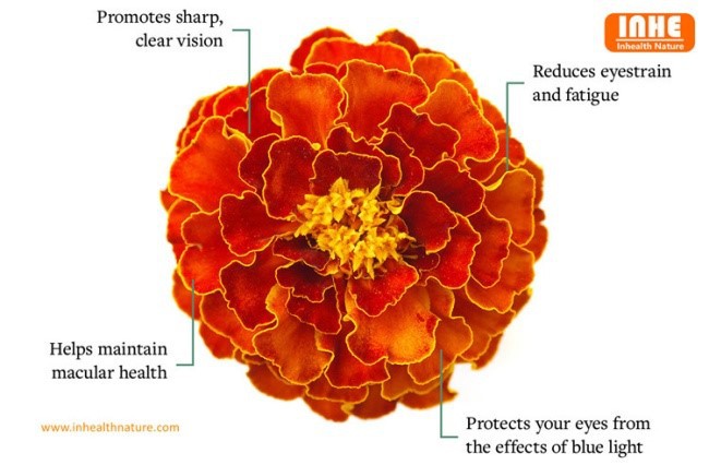 Marigold Extract Powder Health Benefits and Applications